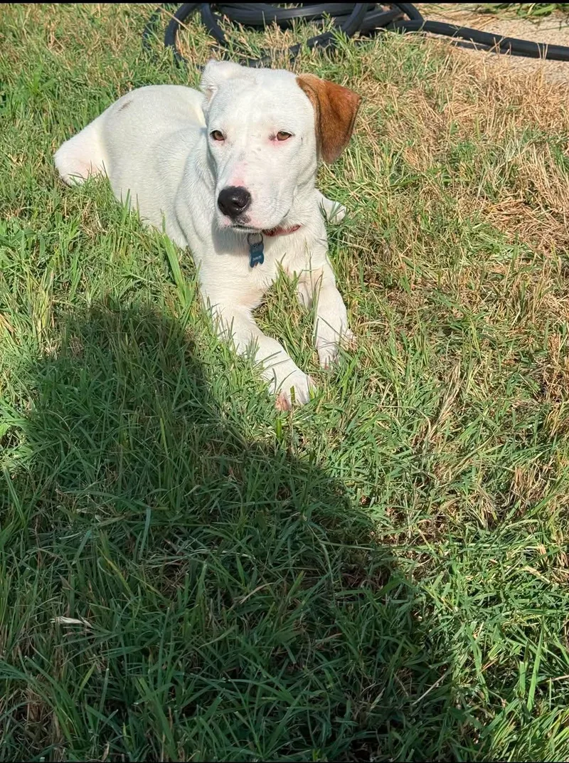 A young medium-sized female Labrador Retriever dog named Dash for adoption in Rowlett, TX