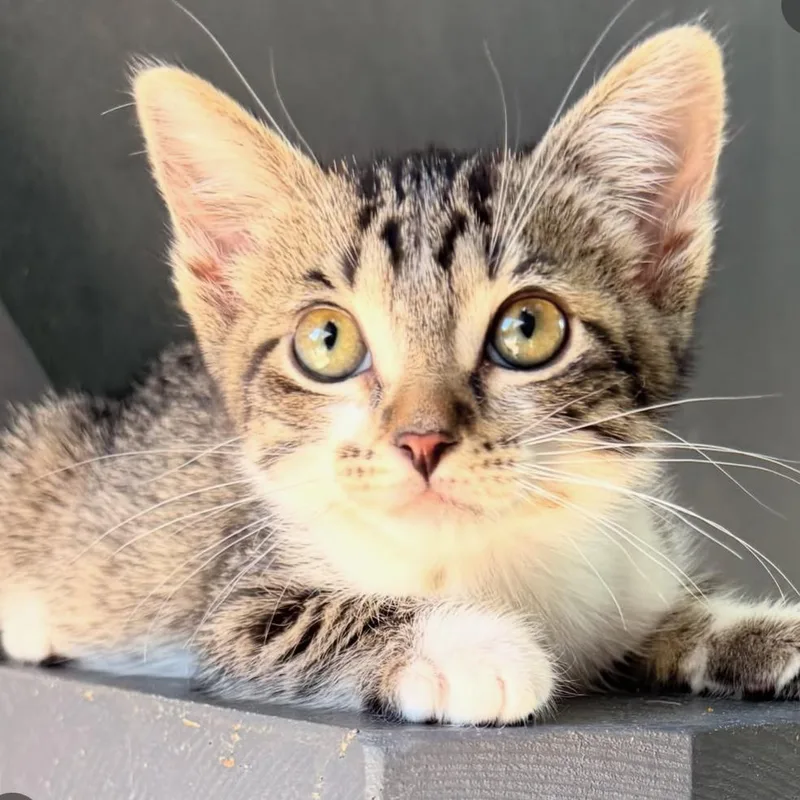 A baby medium-sized female Brown / Chocolate Domestic Short Hair cat named Jean for adoption in Yucca Valley, CA