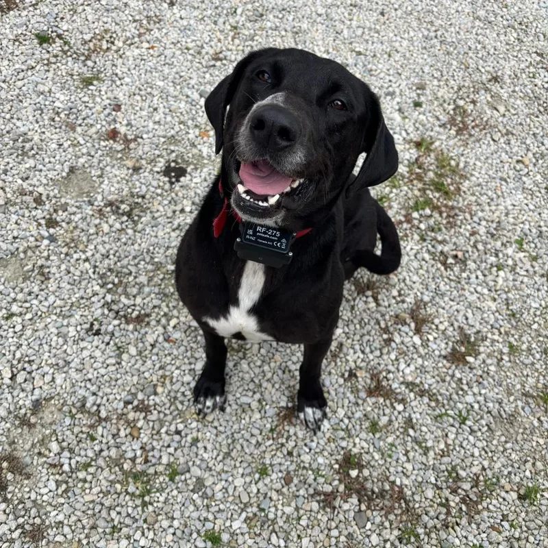 An adult small-sized female Black Labrador Retriever dog named Nyx for adoption in Bristol, IN