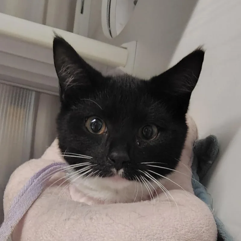 A baby small-sized male Black Domestic Short Hair cat named Mummy for adoption in Dearborn, MI