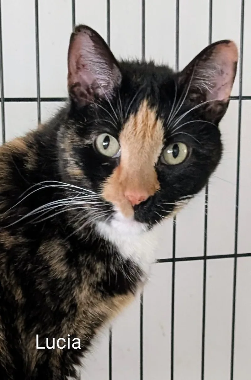 An adult medium-sized female Calico Domestic Short Hair cat named Lucia for adoption in Colfax, IA