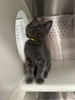 A baby small-sized male Domestic Short Hair cat named Tax for adoption in Roseville, CA