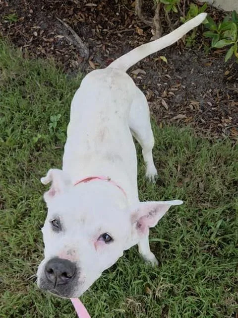 An adult medium-sized female American Staffordshire Terrier dog named Clairo for adoption in Fort Lauderdale, FL