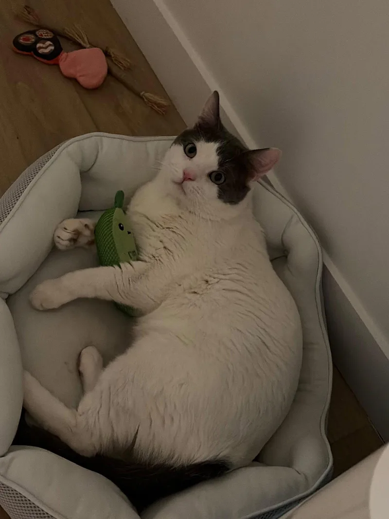 A young medium-sized male American Shorthair cat named Meow Pawchino for adoption in Flushing, NY