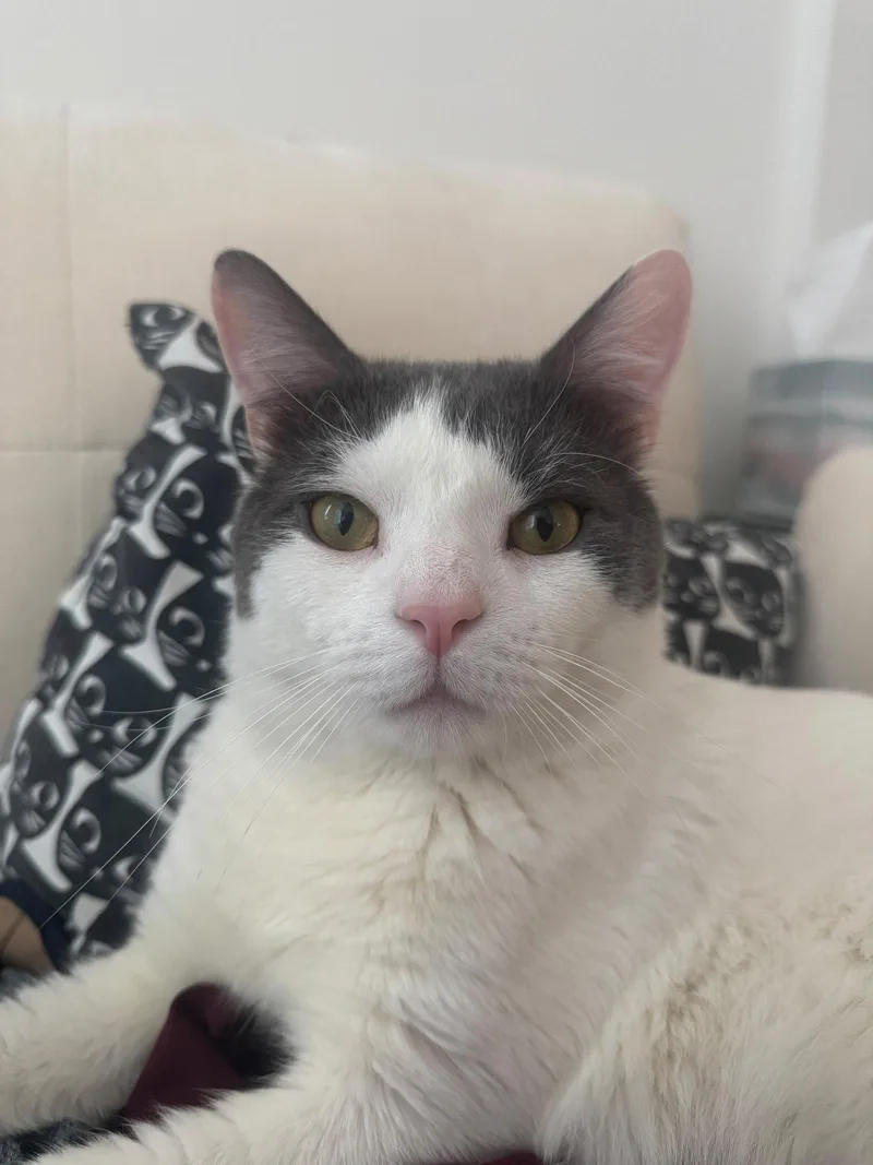 Meow Pawchino thumbnail 2