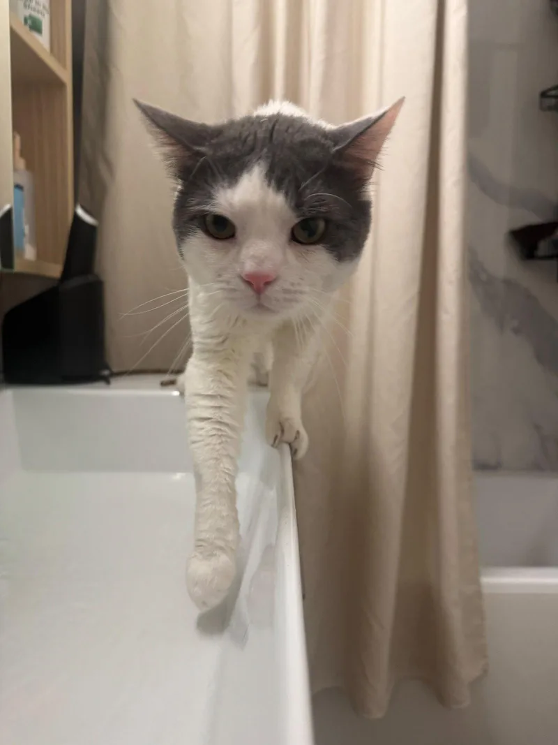 Meow Pawchino thumbnail 3