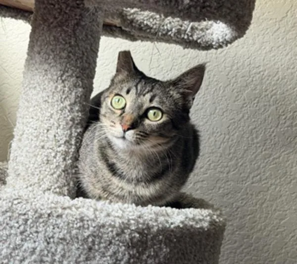 A young small-sized female Domestic Short Hair cat named Lizzy for adoption in Escondido, CA