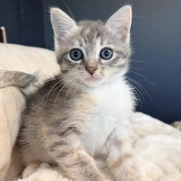 Miss Frizzle