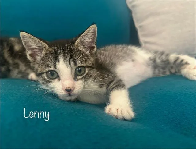 A baby small-sized male Domestic Short Hair cat named Lenny for adoption in Tustin, CA