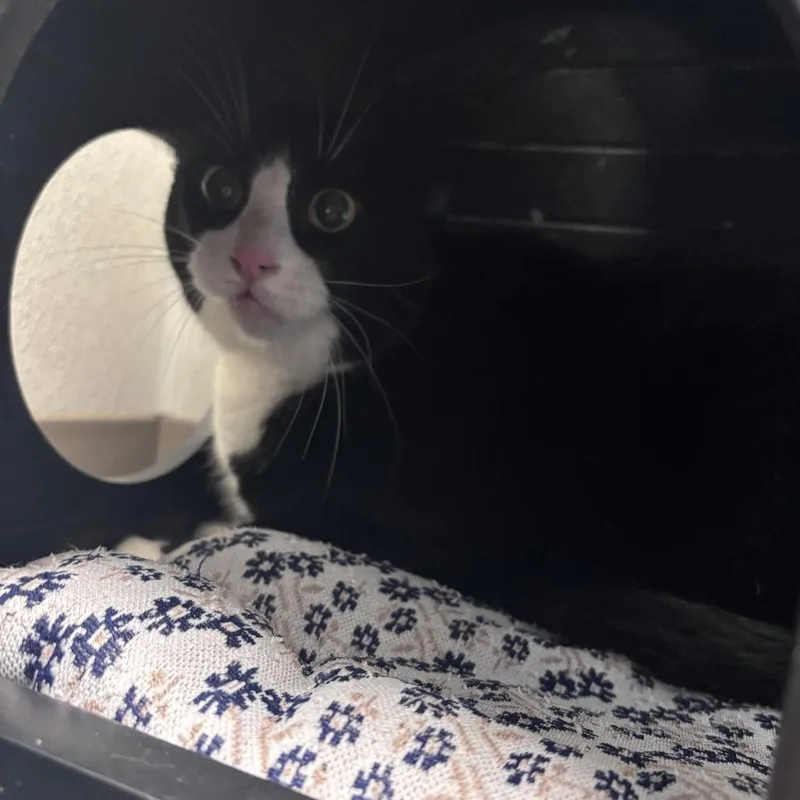 A senior large-sized male Black Domestic Short Hair cat named Sammy for adoption in Ottawa, KS