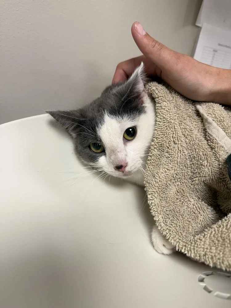 An adult medium-sized female Gray & White Domestic Short Hair cat named Opal for adoption in Bemidji, MN