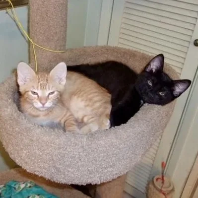 A baby small-sized male Black Domestic Short Hair cat named Roland & Nabby for adoption in Prescott, AZ