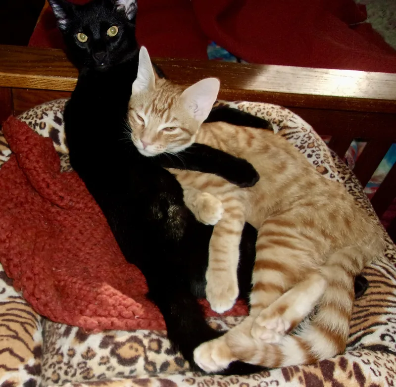 Roland & Nabby thumbnail 5