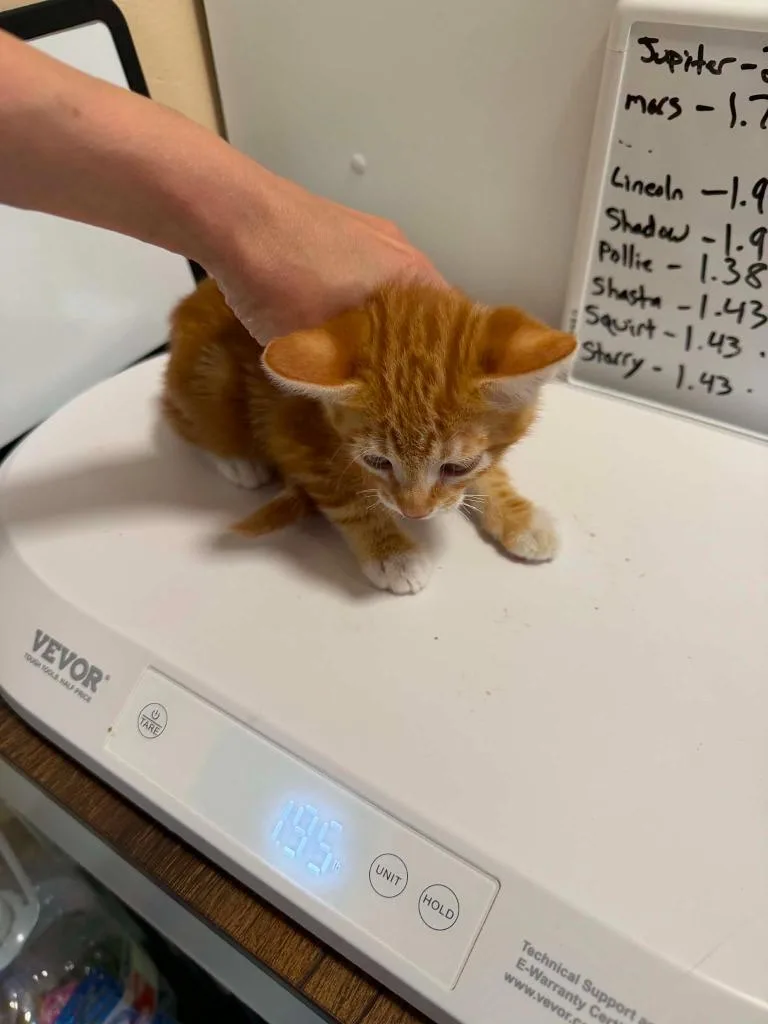 A baby small-sized male Domestic Short Hair cat named Garfield for adoption in La Verkin, UT
