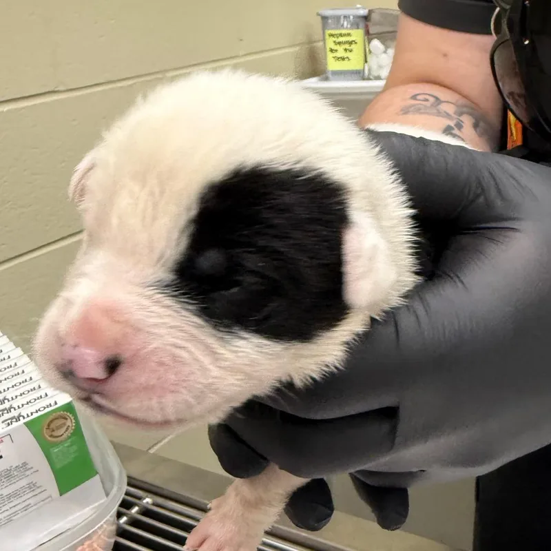 A baby small-sized female White / Cream Mixed Breed dog named Rebel for adoption in Hamilton, GA