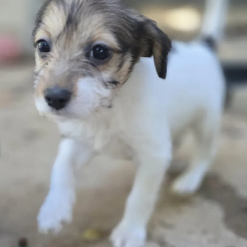 A baby small-sized female Tricolor (Brown, Black, & White) Yorkshire Terrier dog named Rika for adoption in Athens, AL