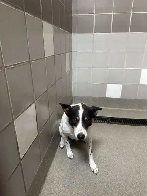 An adult medium-sized female Australian Shepherd dog named Luria for adoption in Las Vegas, NV