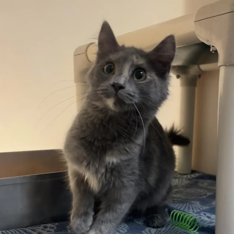 A baby medium-sized female Tortoiseshell Domestic Short Hair cat named Gracie for adoption in Harrisonburg, VA