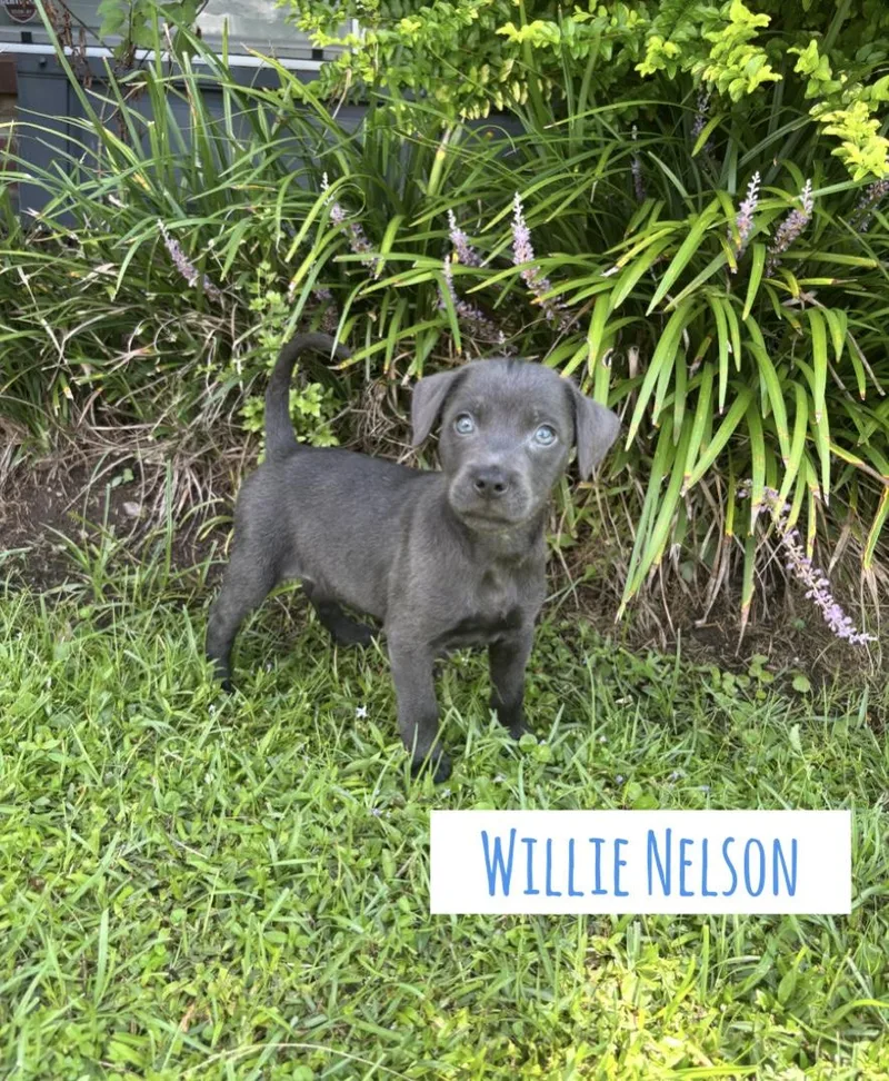 A baby medium-sized female Labrador Retriever dog named Willie Nelson for adoption in Lutz, FL