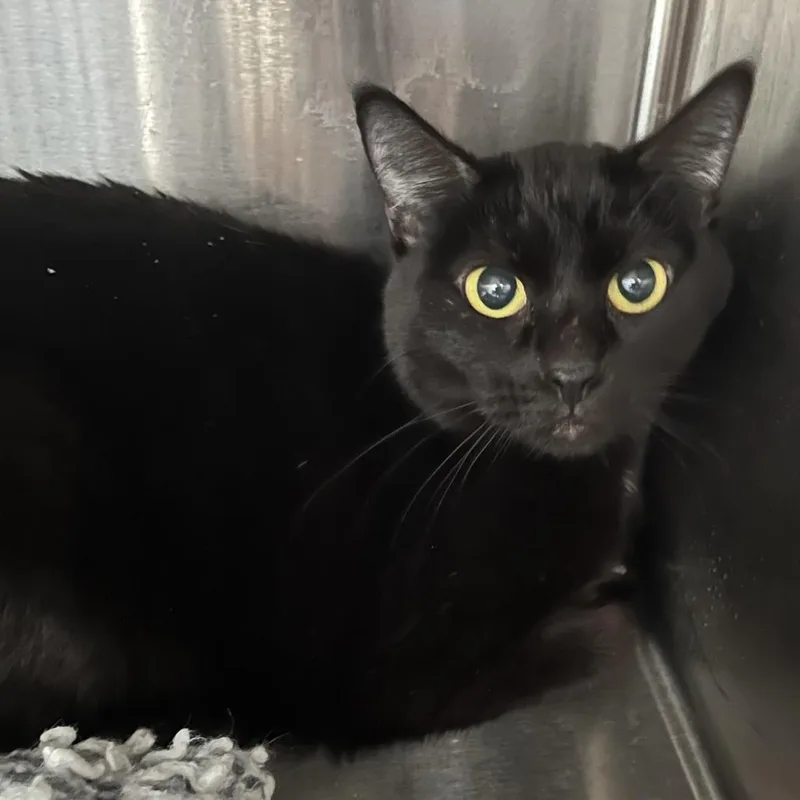 An adult medium-sized female Black Domestic Short Hair cat named Abbie for adoption in Oak Park, IL