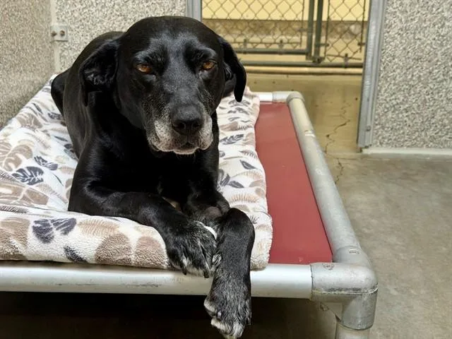 An adult medium-sized female Labrador Retriever dog named Millie for adoption in Santa Rosa, CA