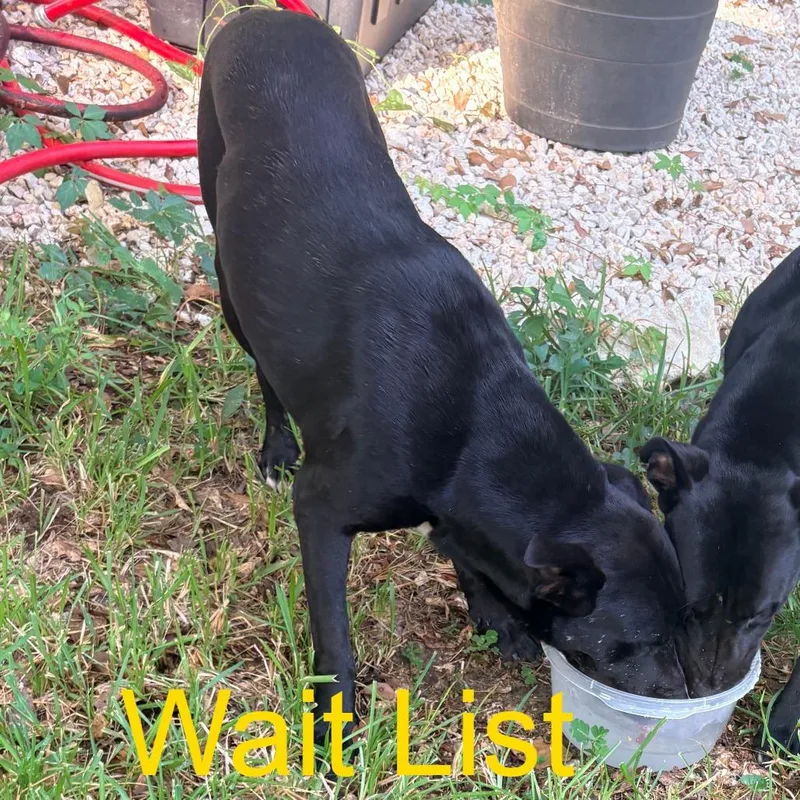 A young medium-sized male Black Mixed Breed dog named Maverick for adoption in Livingston, TX