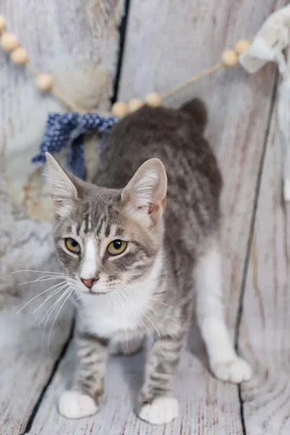 A baby medium-sized male Domestic Short Hair cat named Randy Jackson for adoption in Dothan, AL