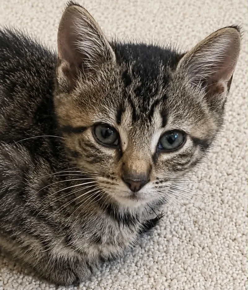 A baby small-sized male Tabby cat named Eugene C Bell for adoption in Saunderstown, RI