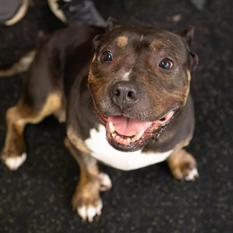 An adult large-sized female Black Terrier dog named Adelaide for adoption in Irwin, PA