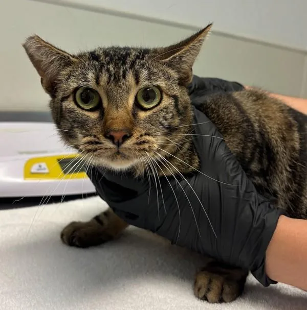 A young medium-sized female Domestic Short Hair cat named Furiosa for adoption in Escondido, CA