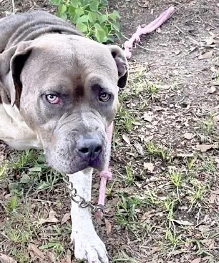 An adult large-sized female Pit Bull Terrier dog named Llayla for adoption in Houston, TX