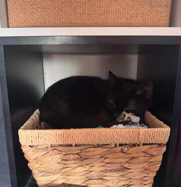An adult medium-sized female Domestic Short Hair cat named Axle for adoption in St. Albans, VT