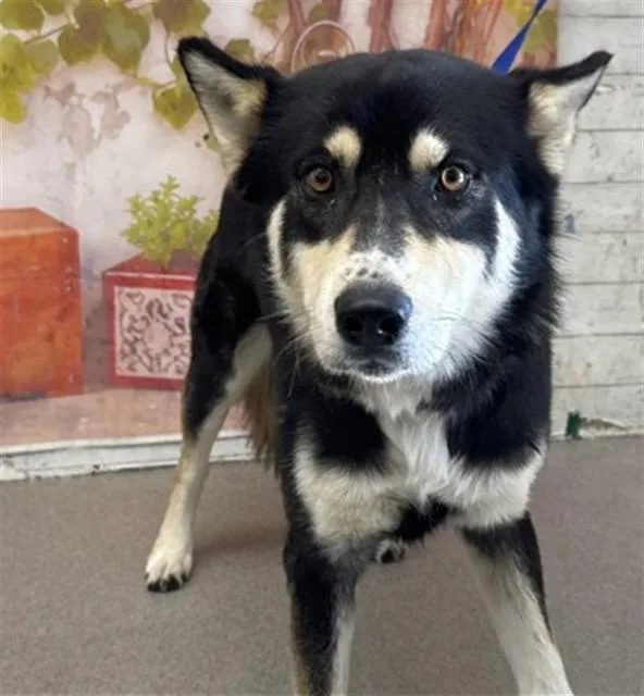 A young large-sized male Siberian Husky dog named Jakie for adoption in San Bernardino, CA