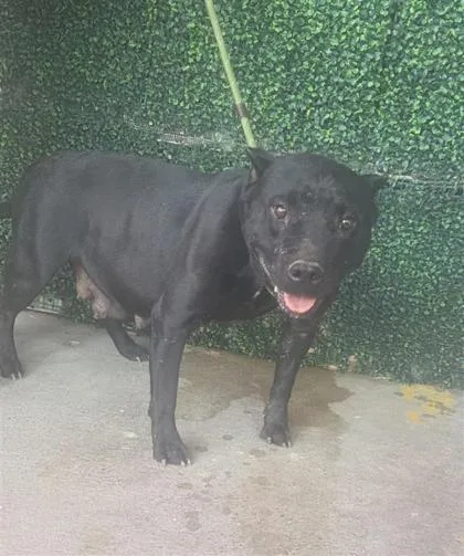 An adult medium-sized female Black American Staffordshire Terrier dog named Midnight for adoption in El Paso, TX