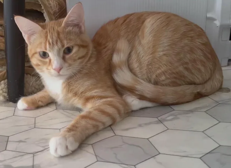 Nugget