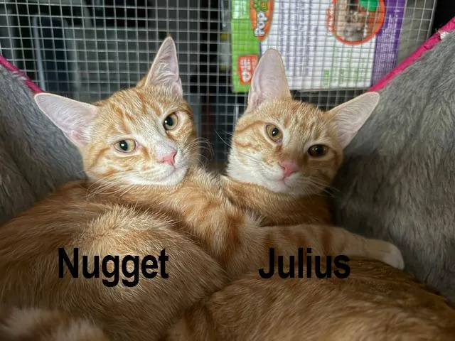 Nugget thumbnail 4