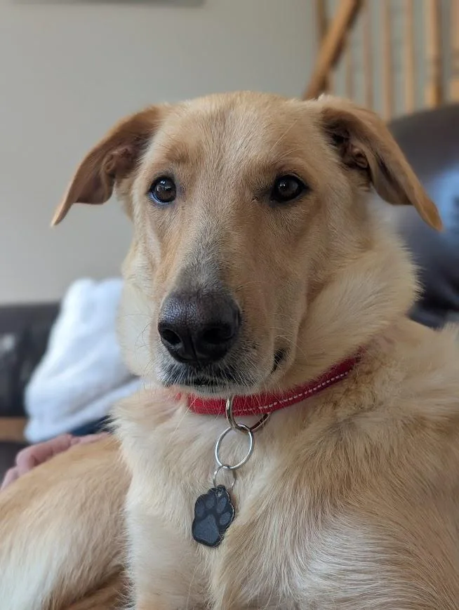 A young medium-sized female Golden Retriever dog named Honey for adoption in Washington, NJ