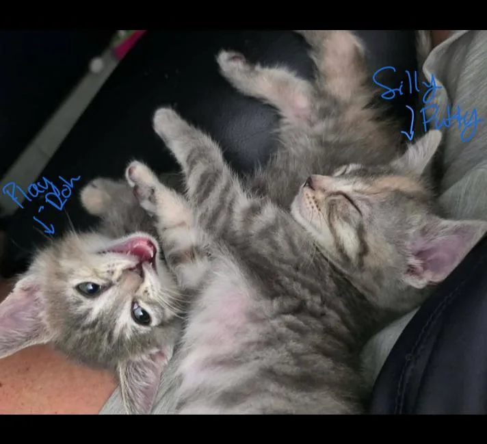 A baby small-sized female Gray / Blue / Silver Domestic Short Hair cat named Silly Putty for adoption in Chicago, IL