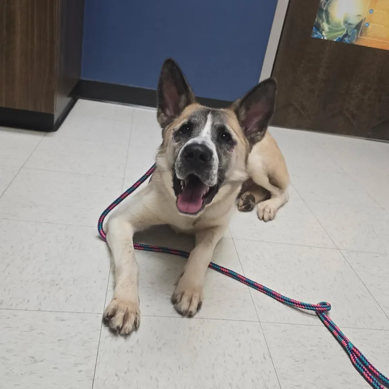 A young medium-sized male Apricot / Beige Shepherd dog named Theo for adoption in Rock Hill, SC