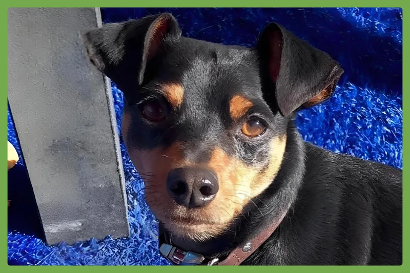 A senior small-sized male Black Miniature Pinscher dog named King for adoption in Amherst, MA