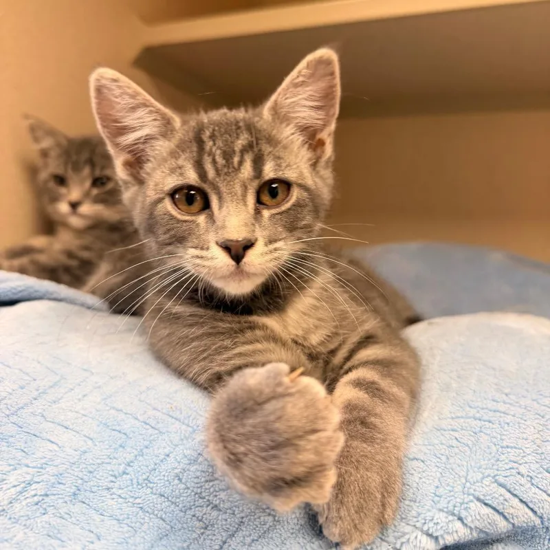A baby small-sized female Gray / Blue / Silver Domestic Short Hair cat named Thelma for adoption in Pagosa Springs, CO