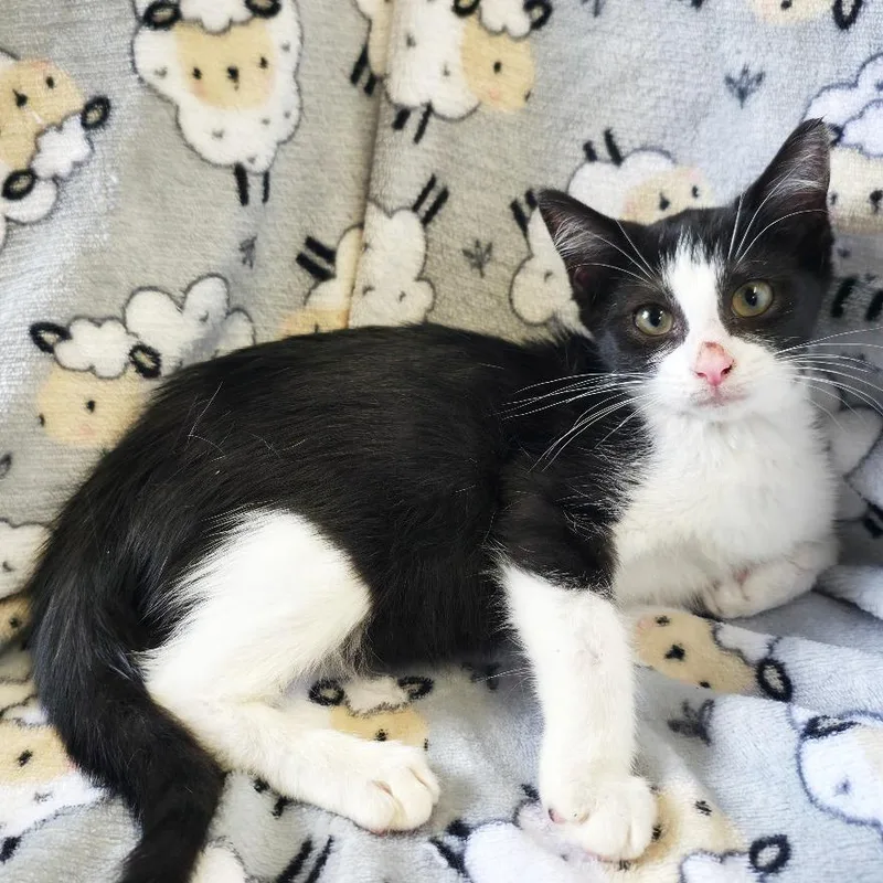 A baby small-sized female Black Domestic Short Hair cat named Amaranth for adoption in Mount Juliet, TN