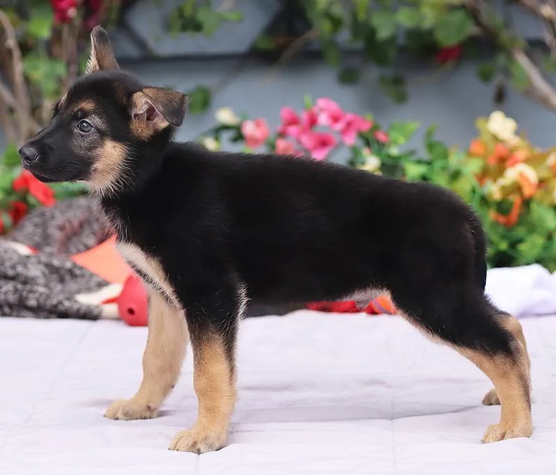 A baby large-sized male Black German Shepherd Dog dog named Marlin von Nala for adoption in Los Angeles, CA