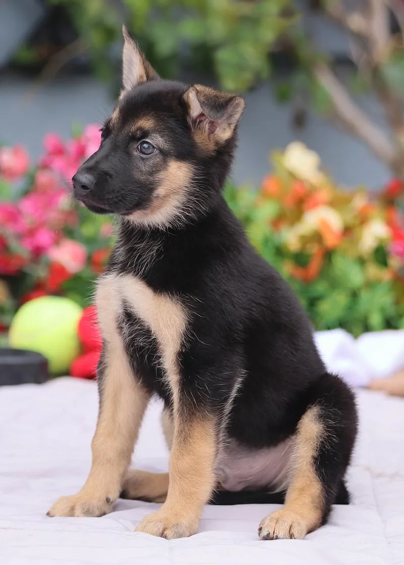 Marlin von Nala thumbnail 2