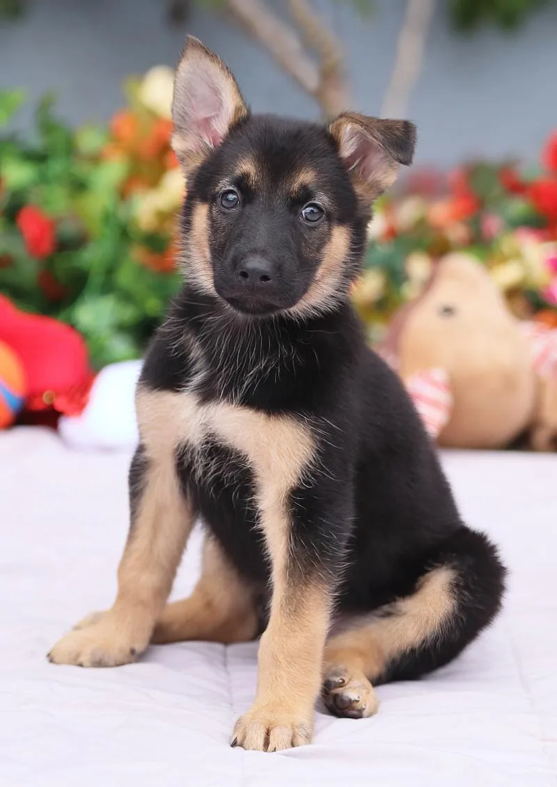 Marlin von Nala thumbnail 3