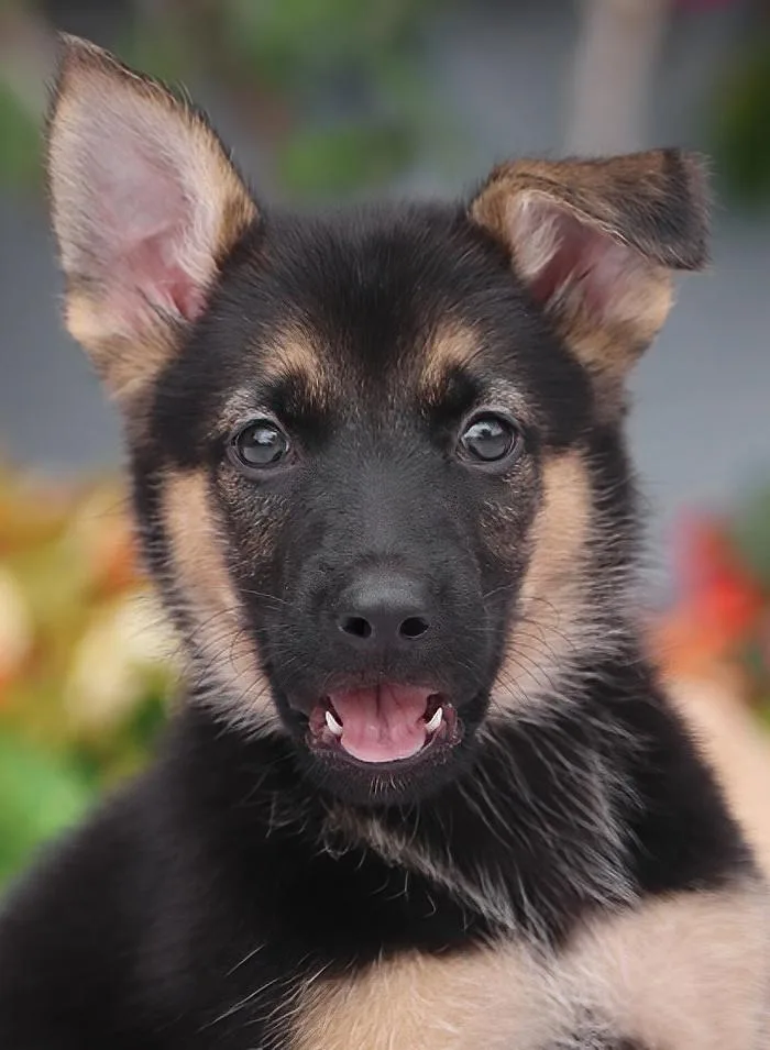 Marlin von Nala thumbnail 6