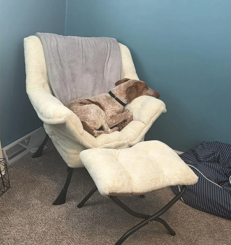 A young medium-sized male Bicolor American Foxhound dog named Biscoff for adoption in East Amherst, NY