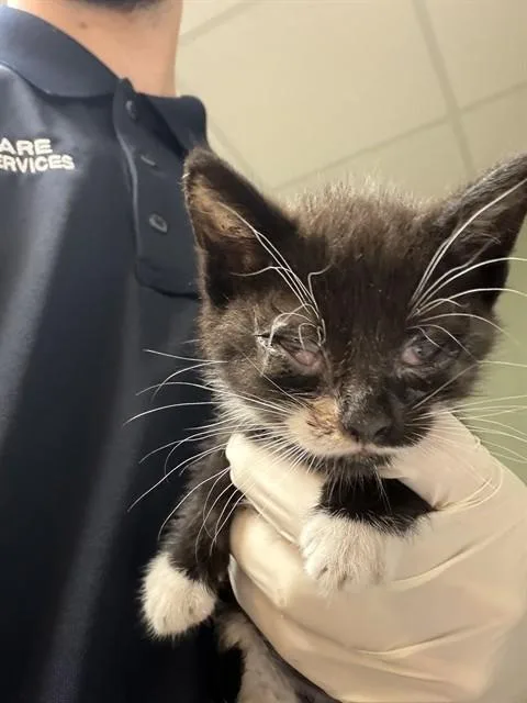 A baby small-sized male Domestic Short Hair cat named Clipse for adoption in Jacksonville, FL