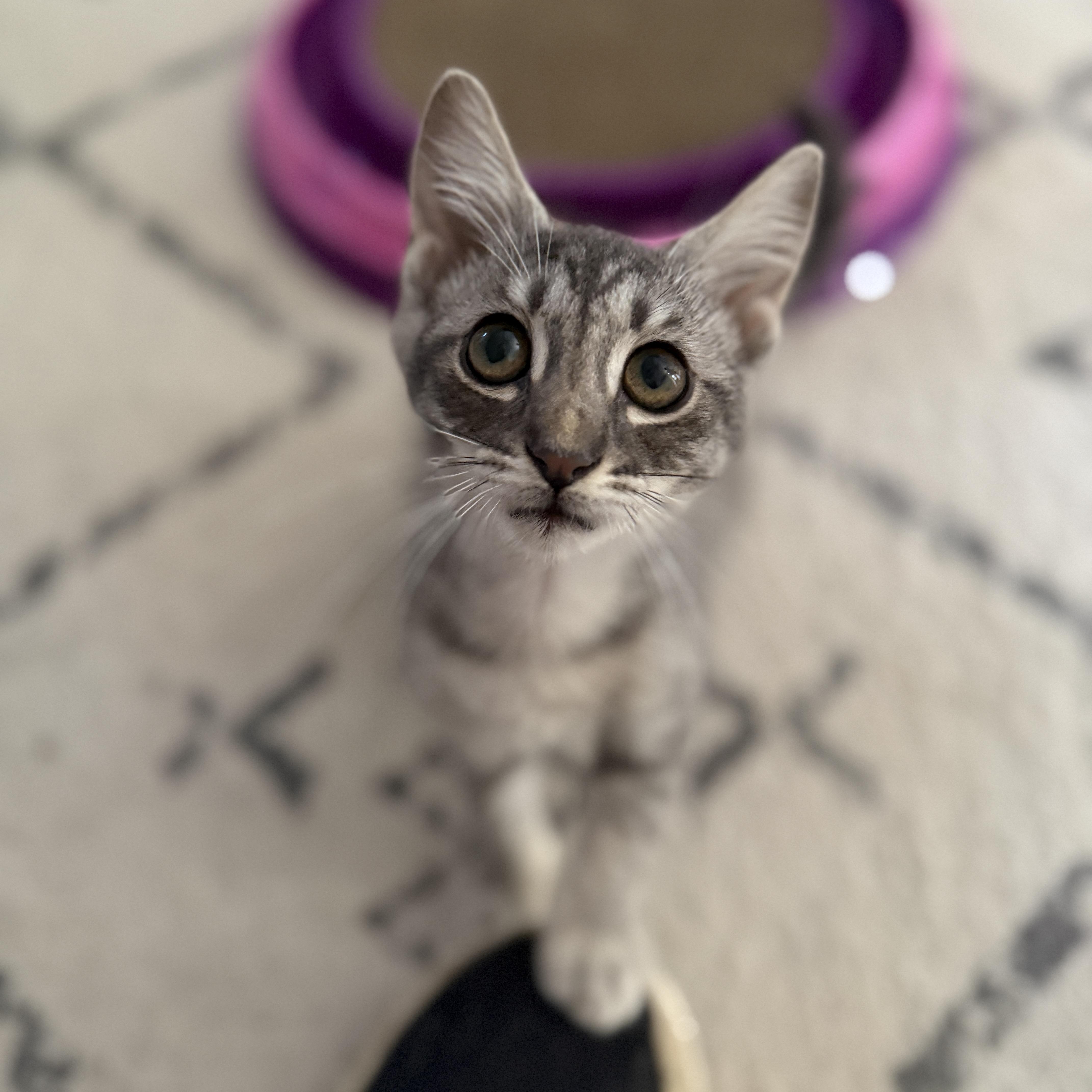 A baby medium-sized male Tabby (Gray / Blue / Silver) Domestic Short Hair cat named Tucker for adoption in Roanoke, VA