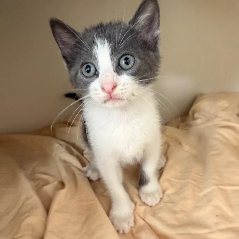 A baby small-sized male Gray / Blue / Silver Domestic Short Hair cat named Junco ShawCA for adoption in Tallahassee, FL